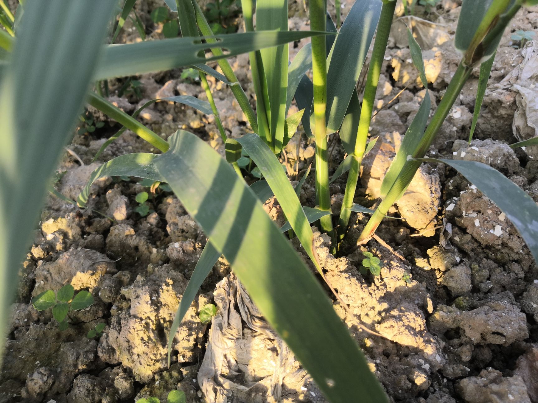 牧草  全光照培育绿洲一号老根苗零下25度可安全越冬一次种植