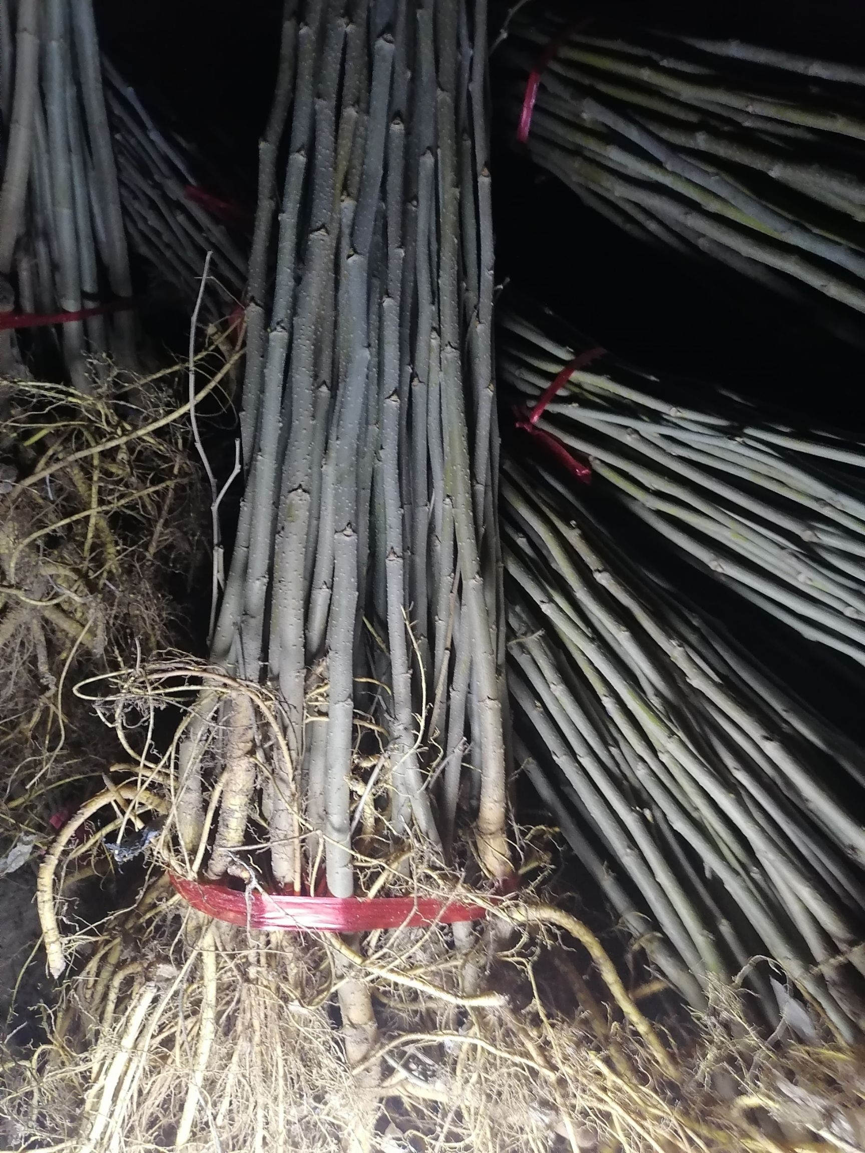 大叶桑苗 扦插苗 裸根苗 