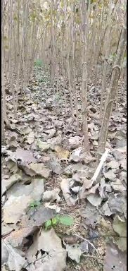 泌阳县无絮杨 无絮中华红叶杨杨树苗