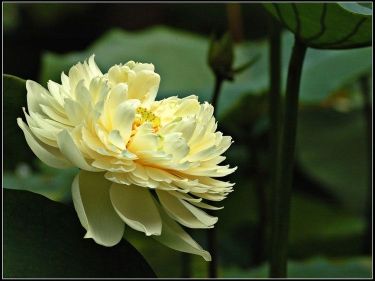 红花莲藕苗 泥藕