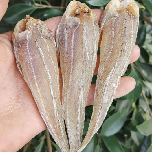 北海【店家推荐】沙甲丁鱼 沙丁鱼 牛尾鱼 咸鱼干
