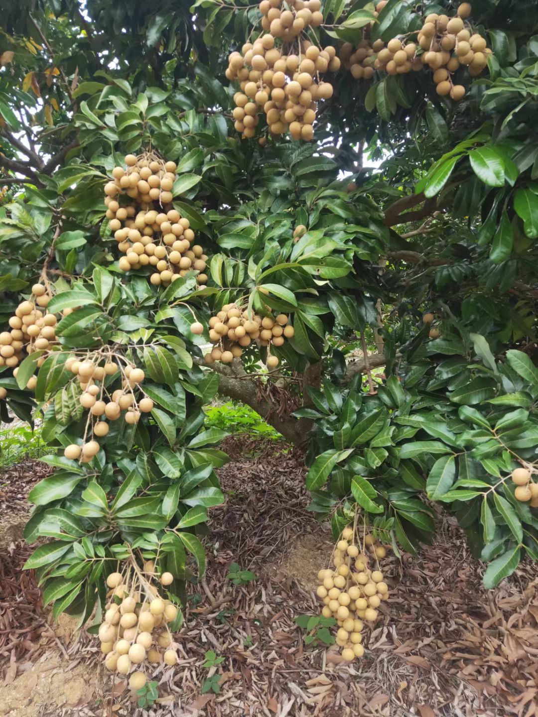 早熟龙眼 海南产地直发新鲜龙眼