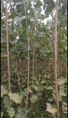 无絮杨 无絮中华红叶杨杨树苗