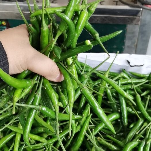 重庆市 缅甸新鲜小米椒，