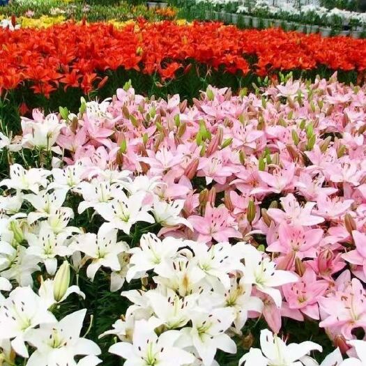 沭阳县百合花 单头 