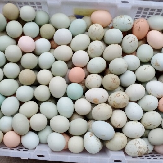 桃江县土鸡蛋 食用 散装 