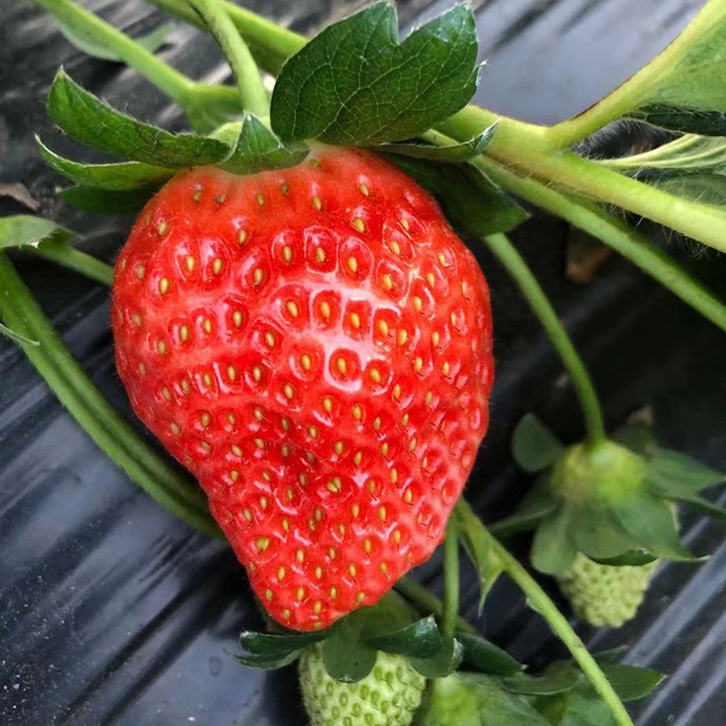  大凉山德昌草莓