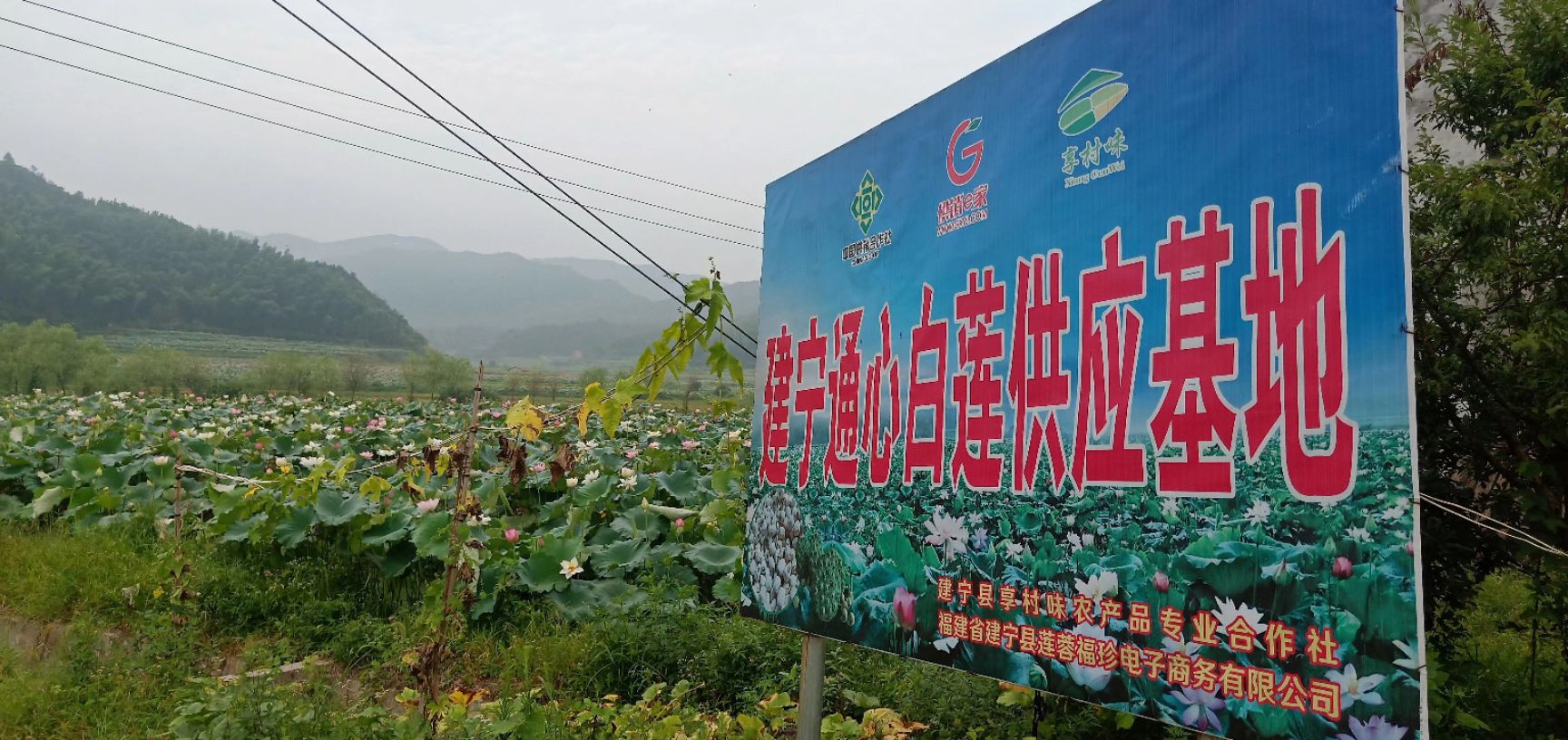 莲子干货 散装 建宁白莲子去芯磨皮莲子手工莲子 礼盒装