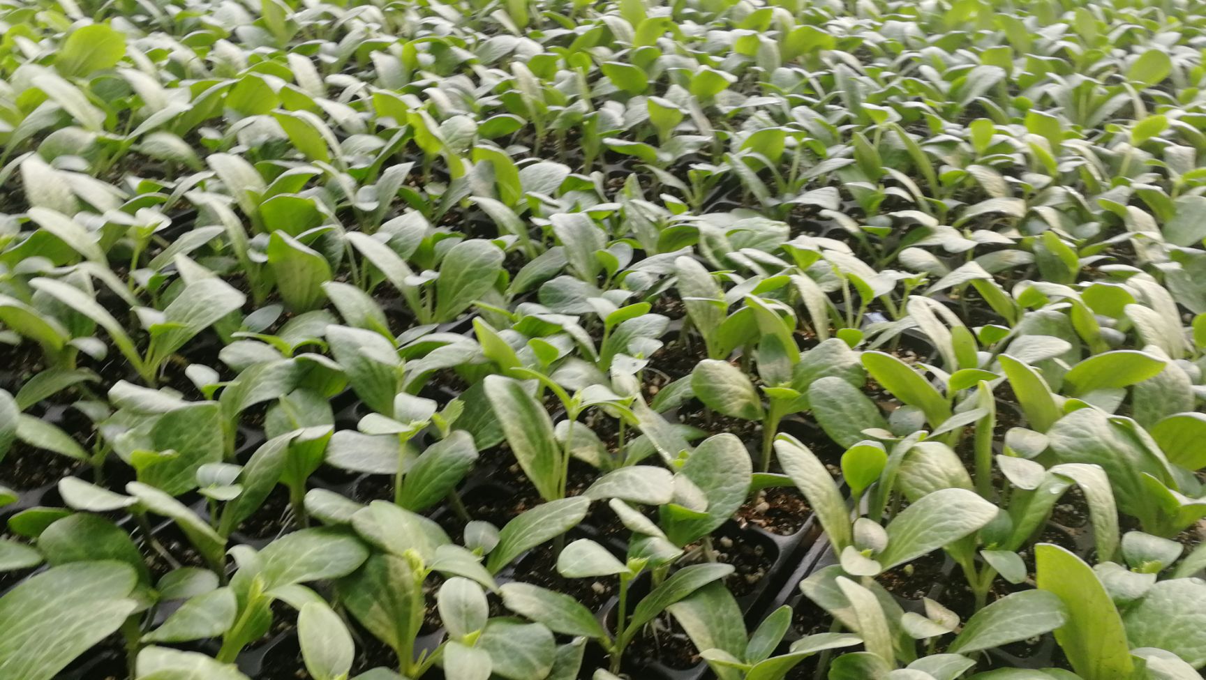 甜王西瓜苗 嫁接苗 容器苗 6~10公分 0.5公分以上