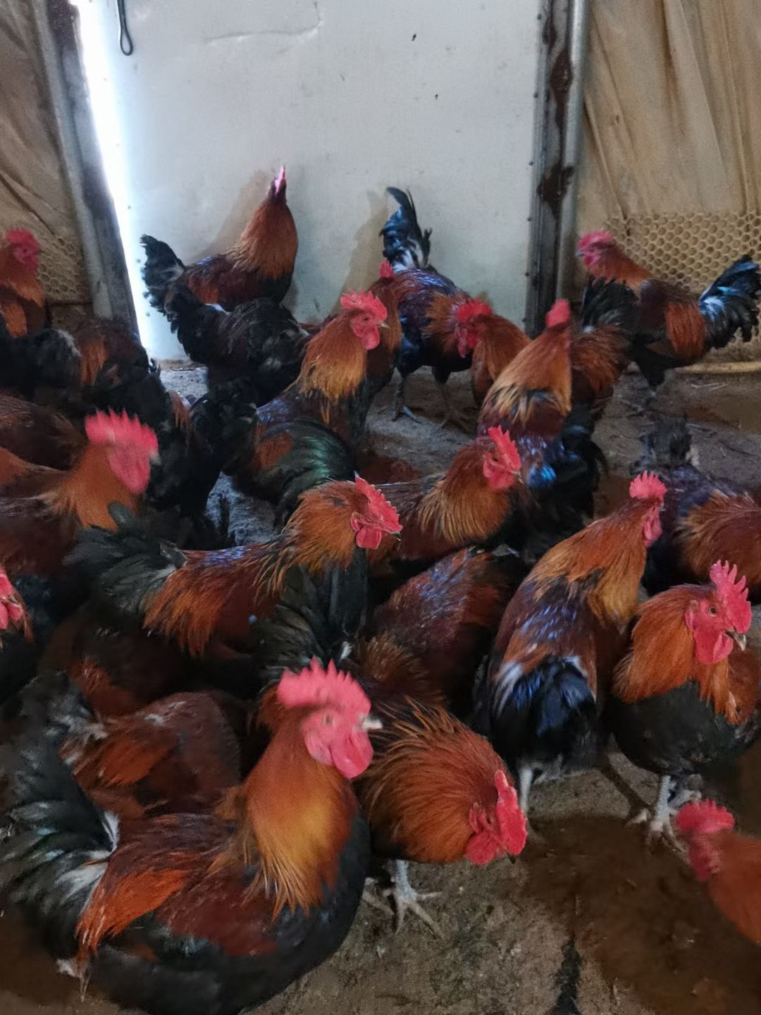 大种红瑶鸡苗，土鸡苗，红瑶鸡苗批发