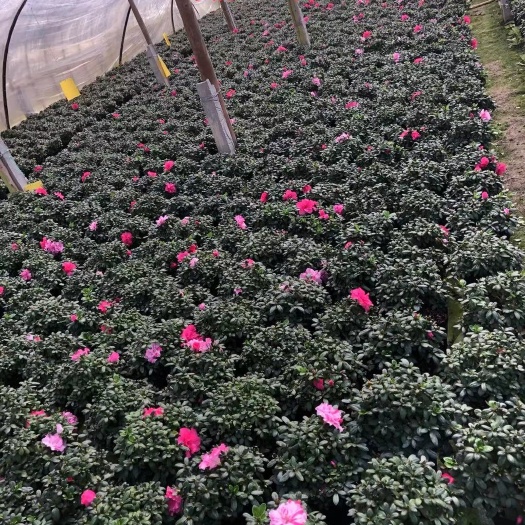 漳平市各个规格工程西洋杜鹃。产地直批