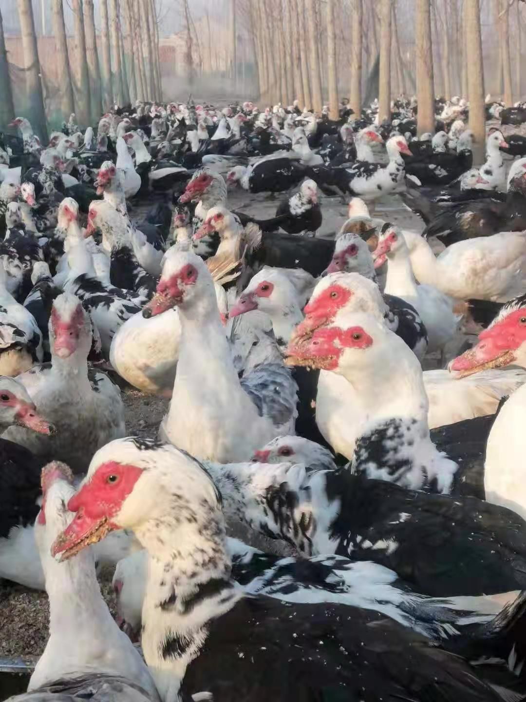  老番鸭大量出货