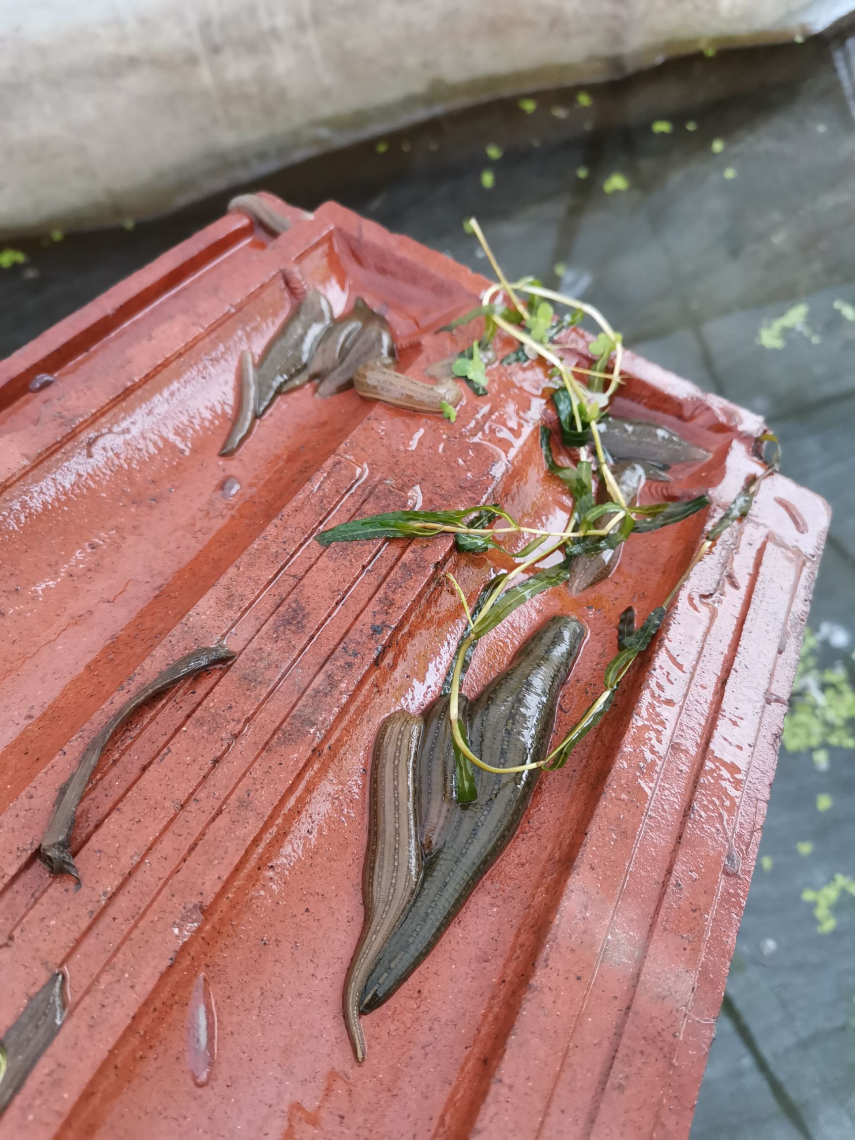 蚂蟥苗，水蛭苗，宽体金线蛭，水蛭养殖基地直供