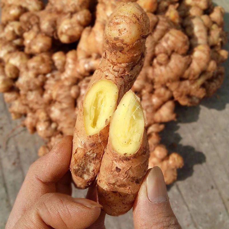 小黄姜  金黄老姜，货量充足，大量出售，欢迎新老客户订购