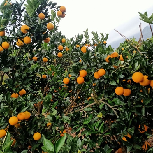 兴安县蜜柑 蜜香橙（香甜可口）