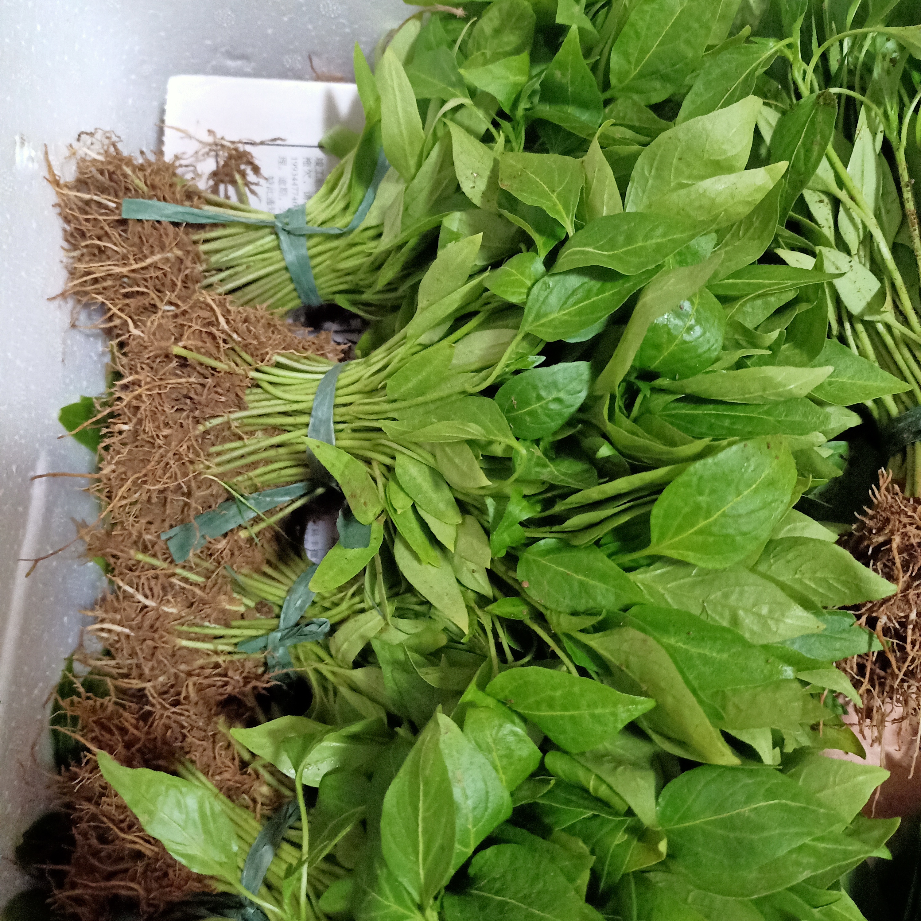[朝天椒苗批发]朝天椒苗 现货现发 保质保量价格0.15元/棵 - 惠农网