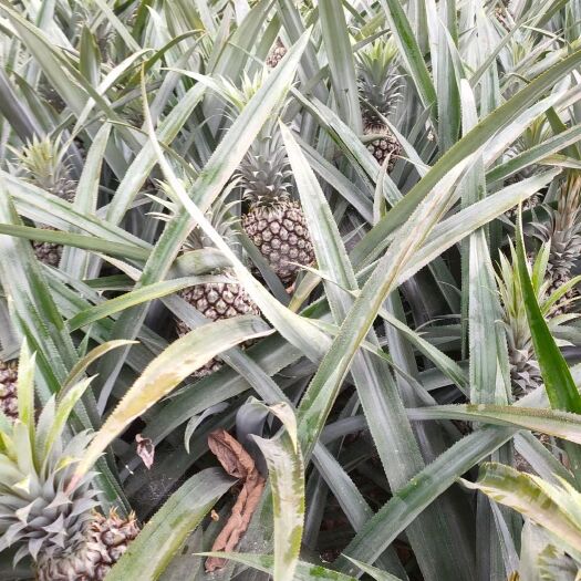 河口县香水菠萝 河口电商菠萝