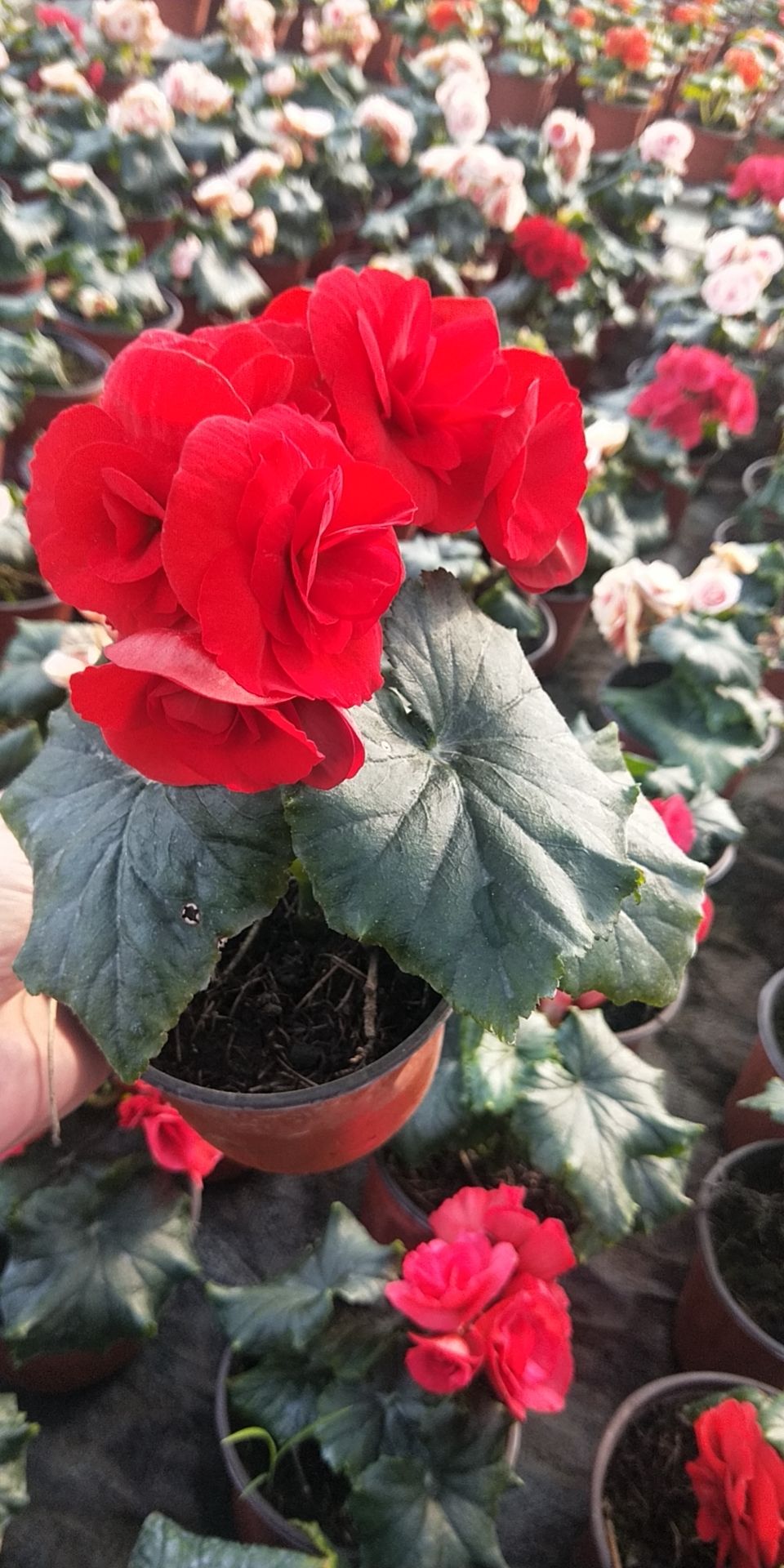 丽格海棠  各种颜色，大小盆，组盆。