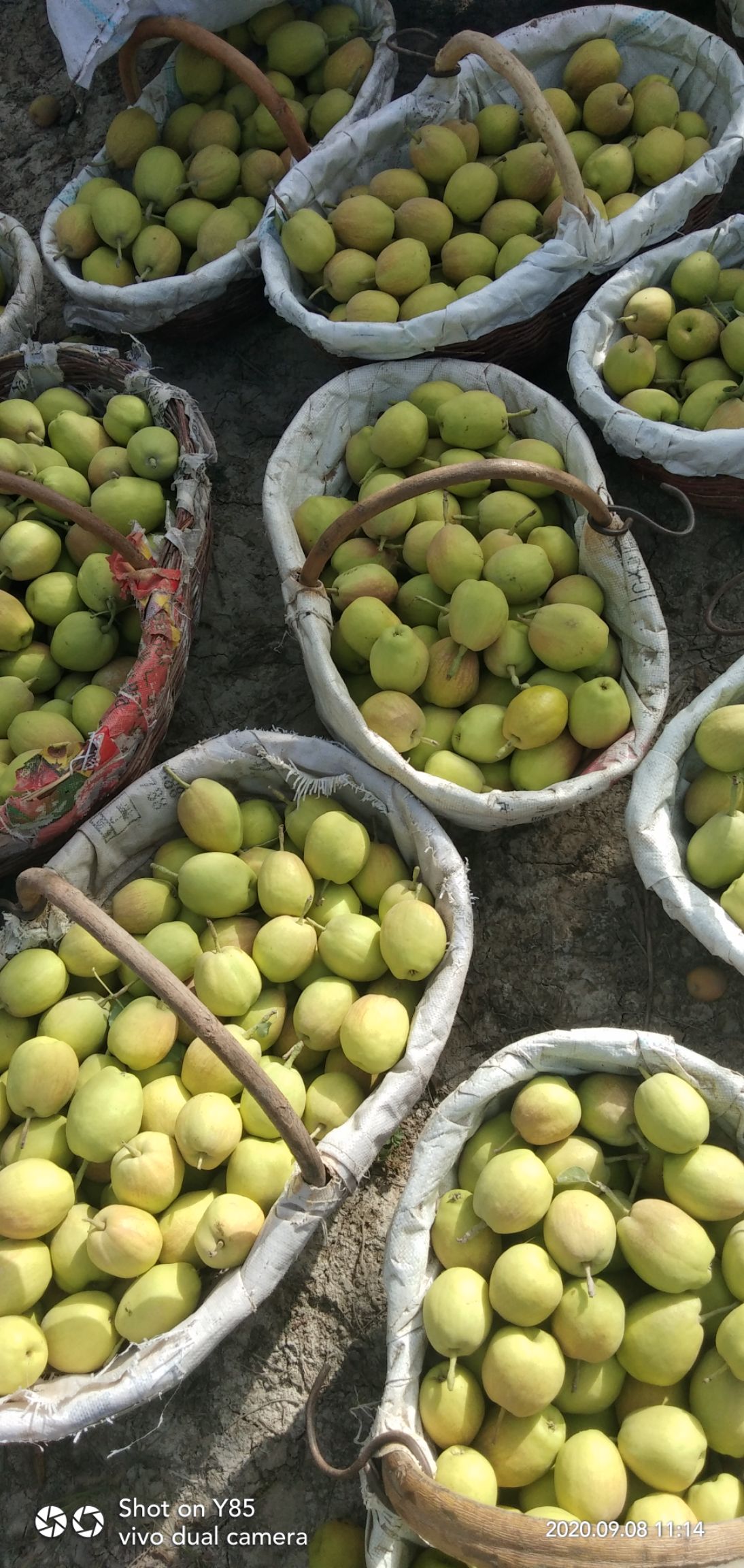 库尔勒香梨 市场果 