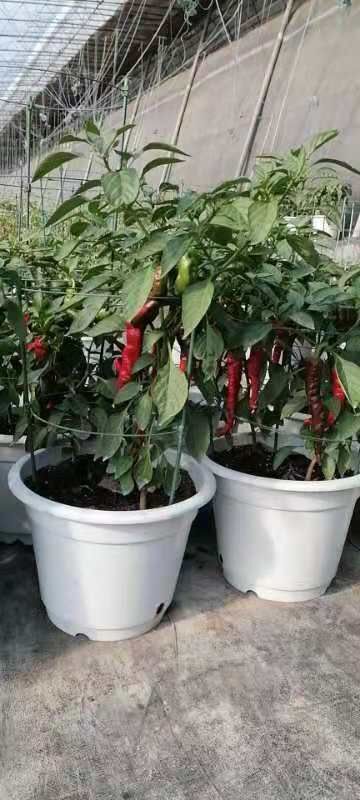 济南薄皮椒  盆栽系列蔬菜
