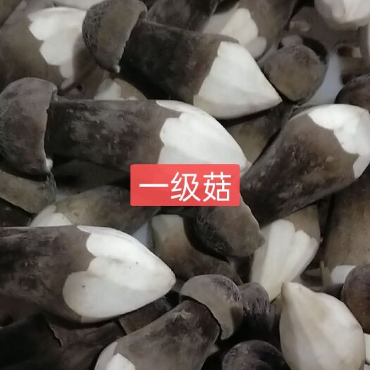 成武县黑皮鸡枞菌，