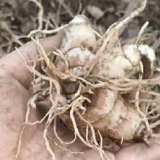 桂阳县白芷 白芨