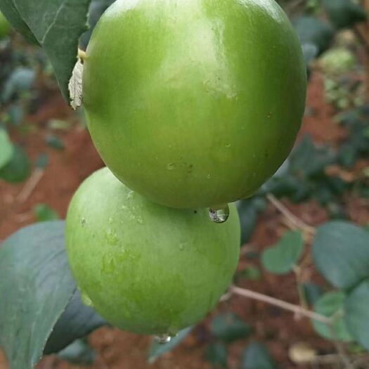 灵山县大青枣苗，正品嫁接蜜丝枣，苹果枣苗