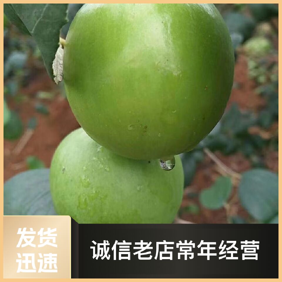 大青枣苗,正品嫁接蜜丝枣,苹果枣苗