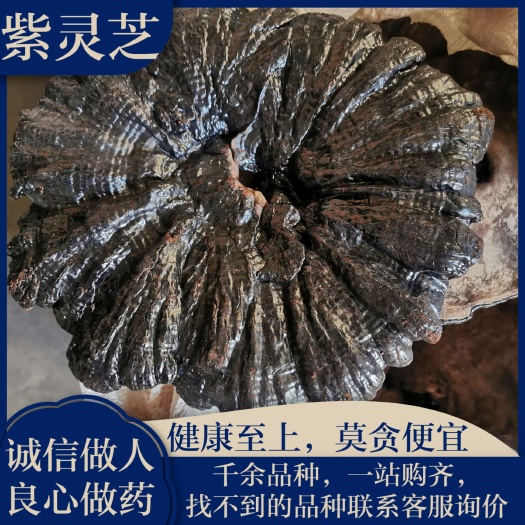 安国市紫灵芝 半正品保证 中药材 包邮 健康至上 莫贪便宜