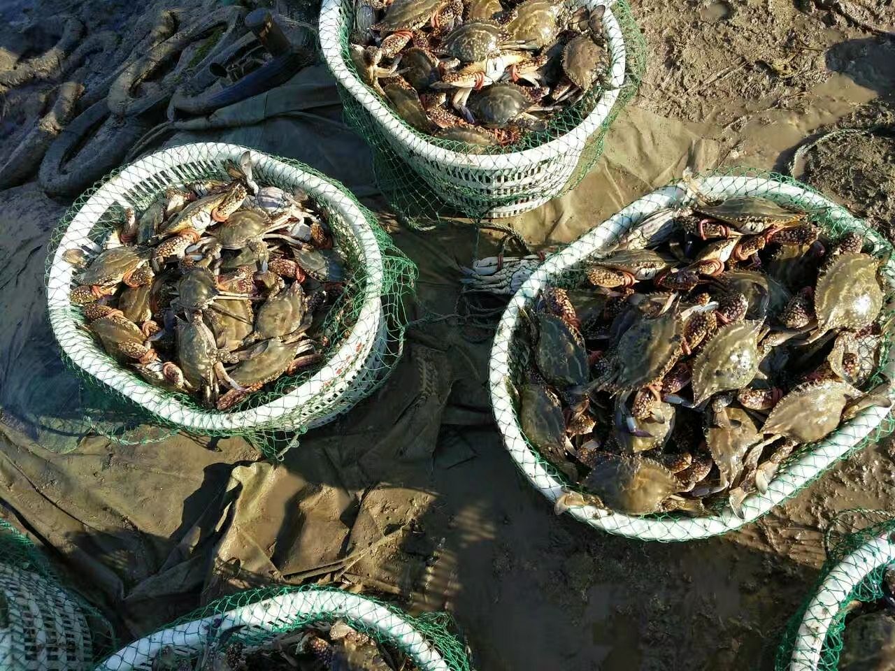 鲜活梭子蟹，滩涂养殖，肥美味鲜，欢迎采购