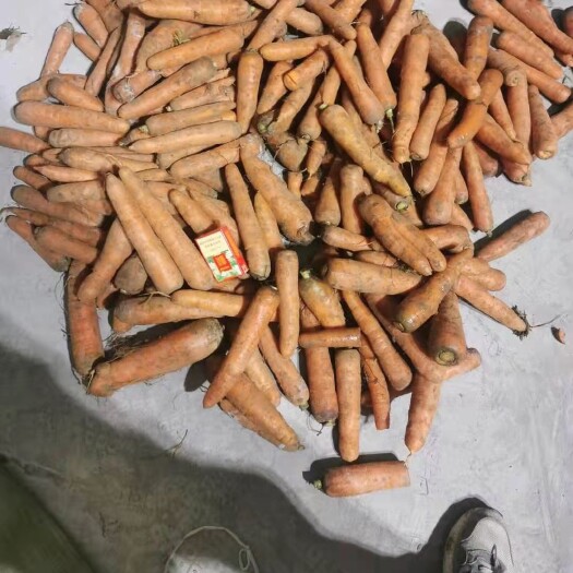 开封胡萝卜  优质库存红萝卜