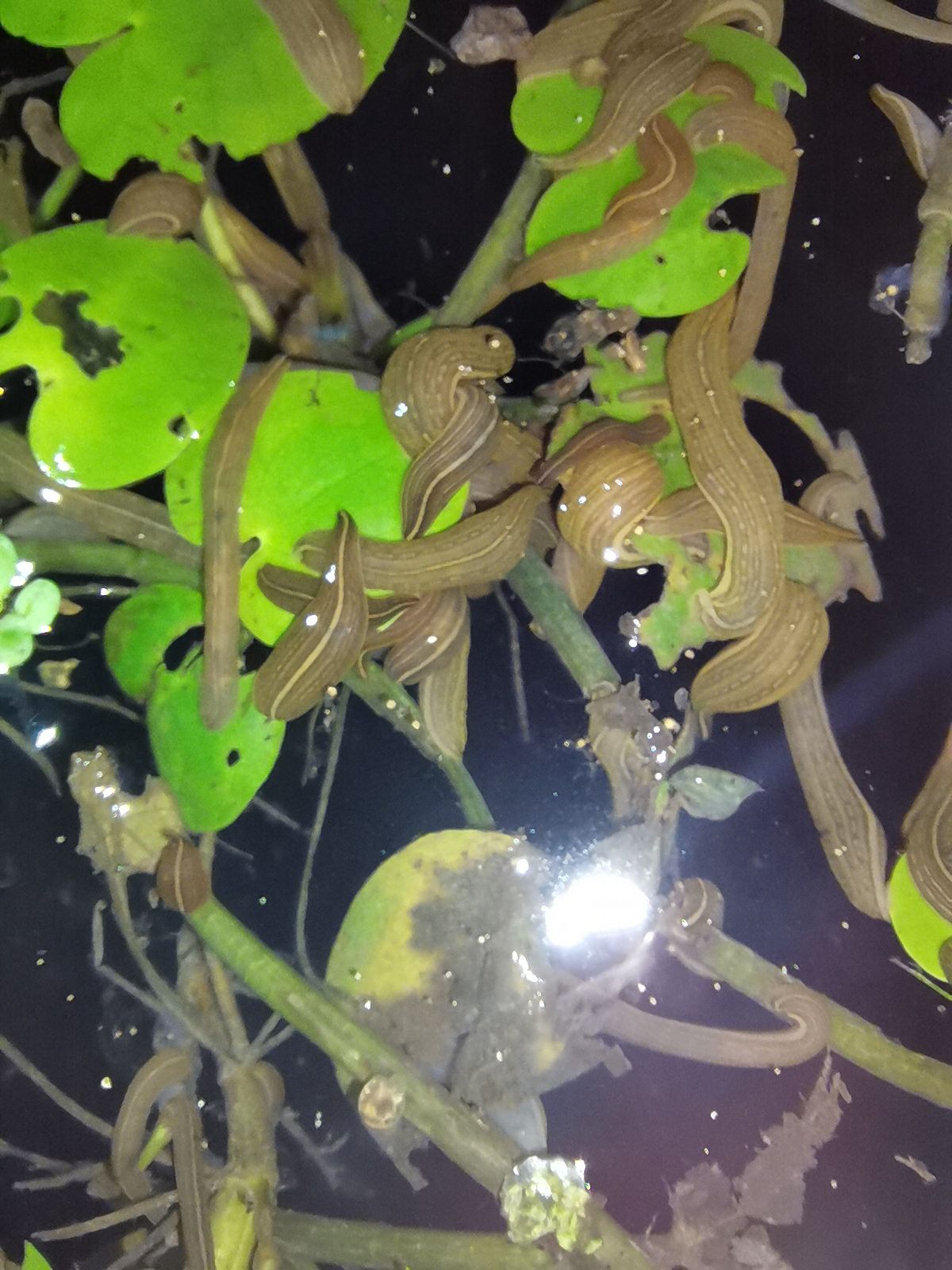 蚂蟥苗，水蛭苗，宽体金线蛭，水蛭养殖基地直供