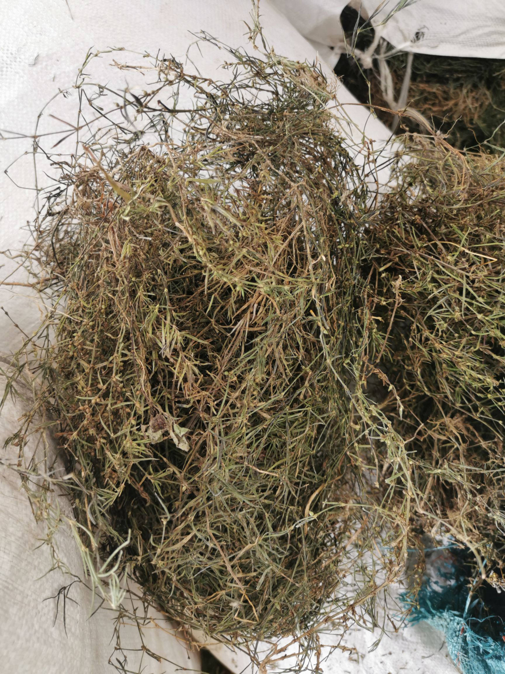 白花蛇舌草  云南白花舌舌草