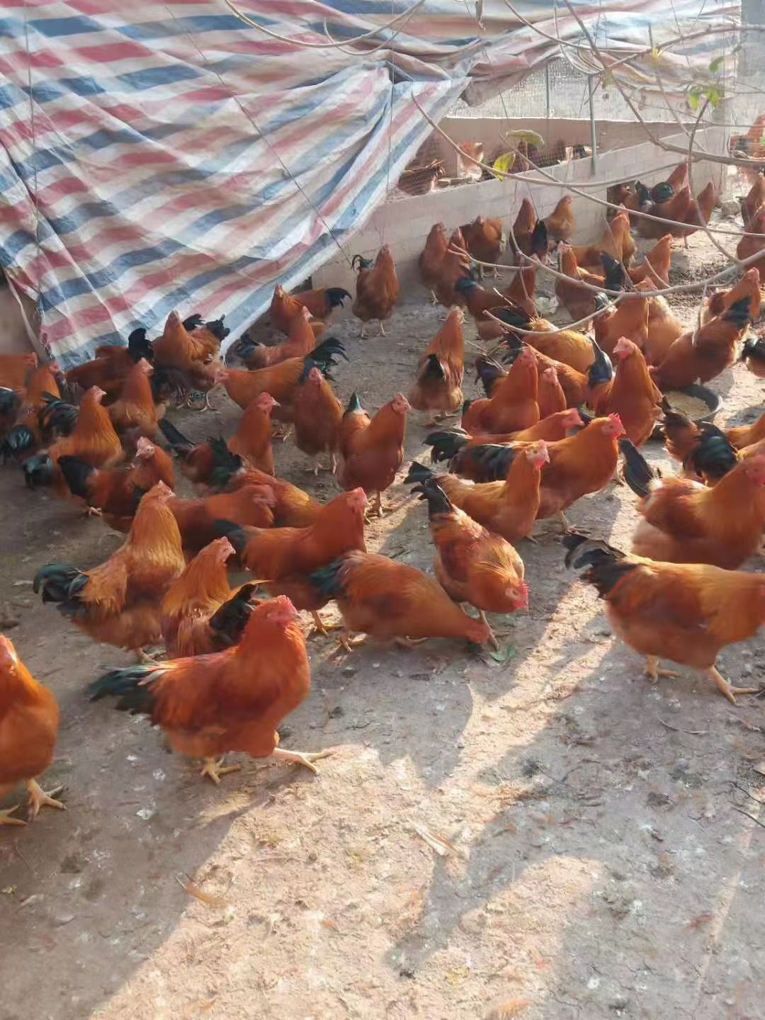 阉鸡 201天，均重5斤89，3000羽。