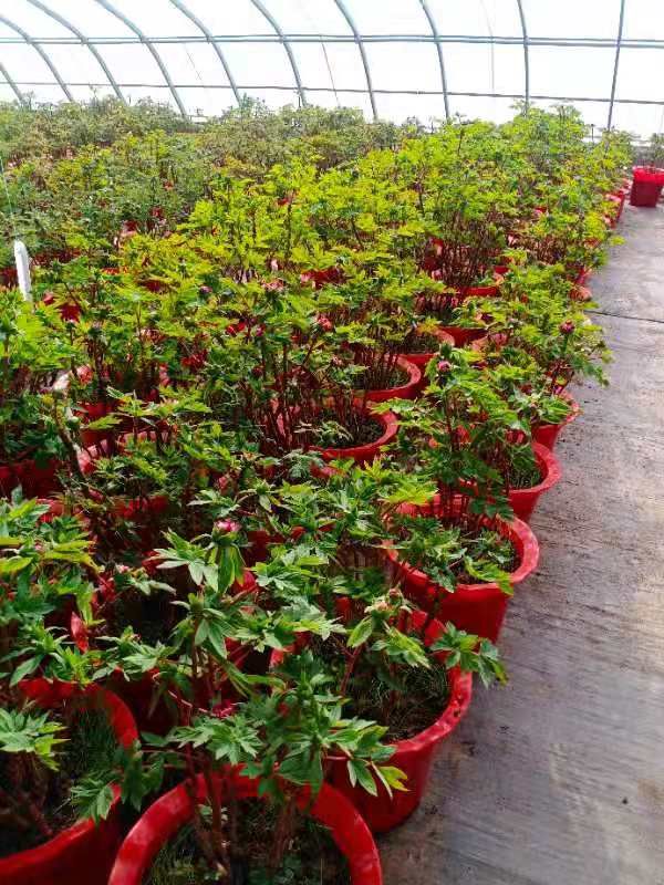 观赏牡丹 春节催花牡丹，花开富贵，