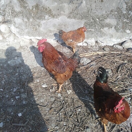都江堰市九斤红公鸡 散养土鸡，有鸡公，母鸡，土鸡蛋