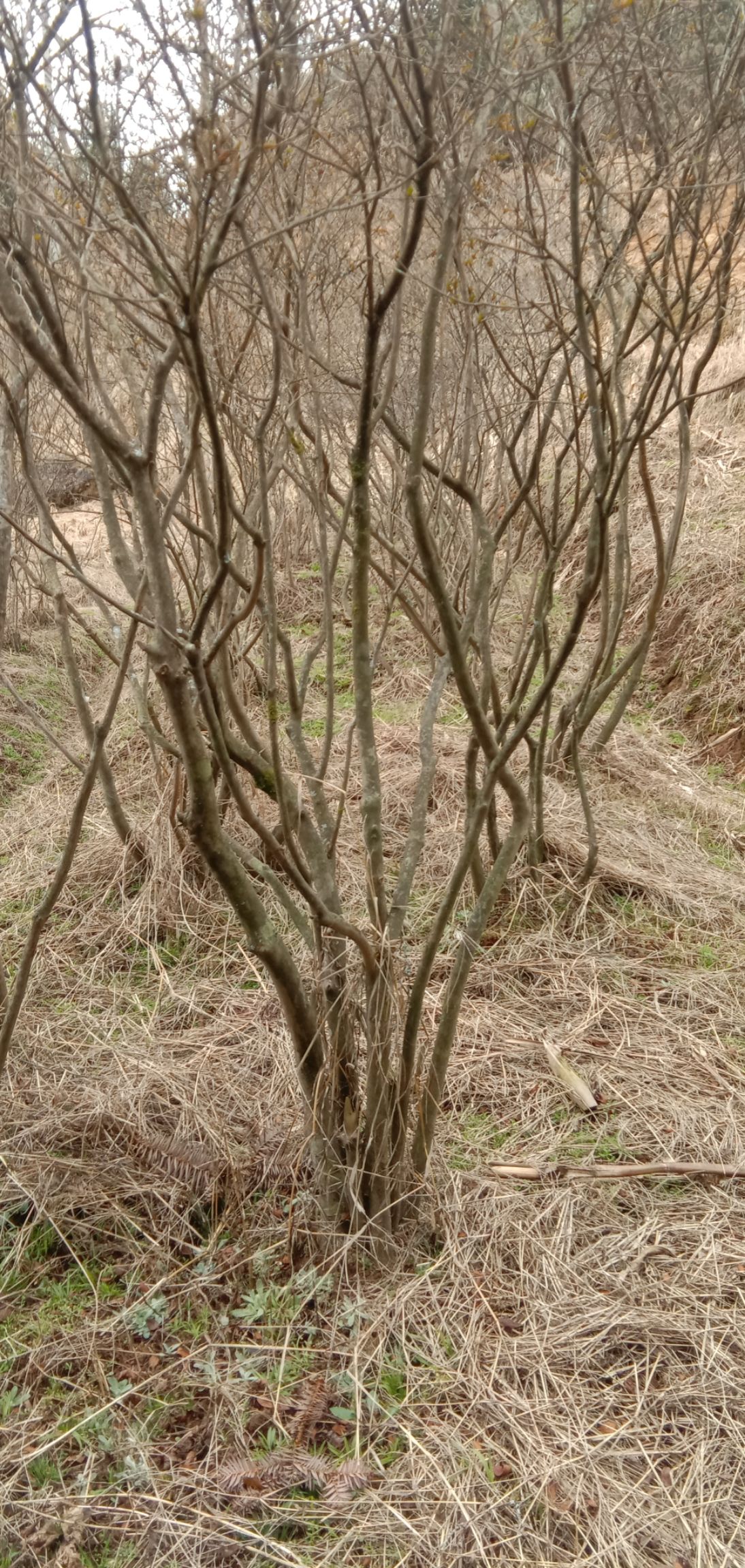 全冠映山红，欢迎选购