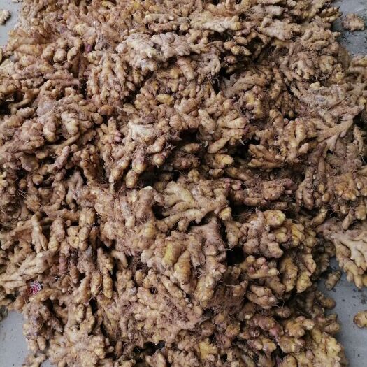 连南县小黄姜 4~6两 带土 