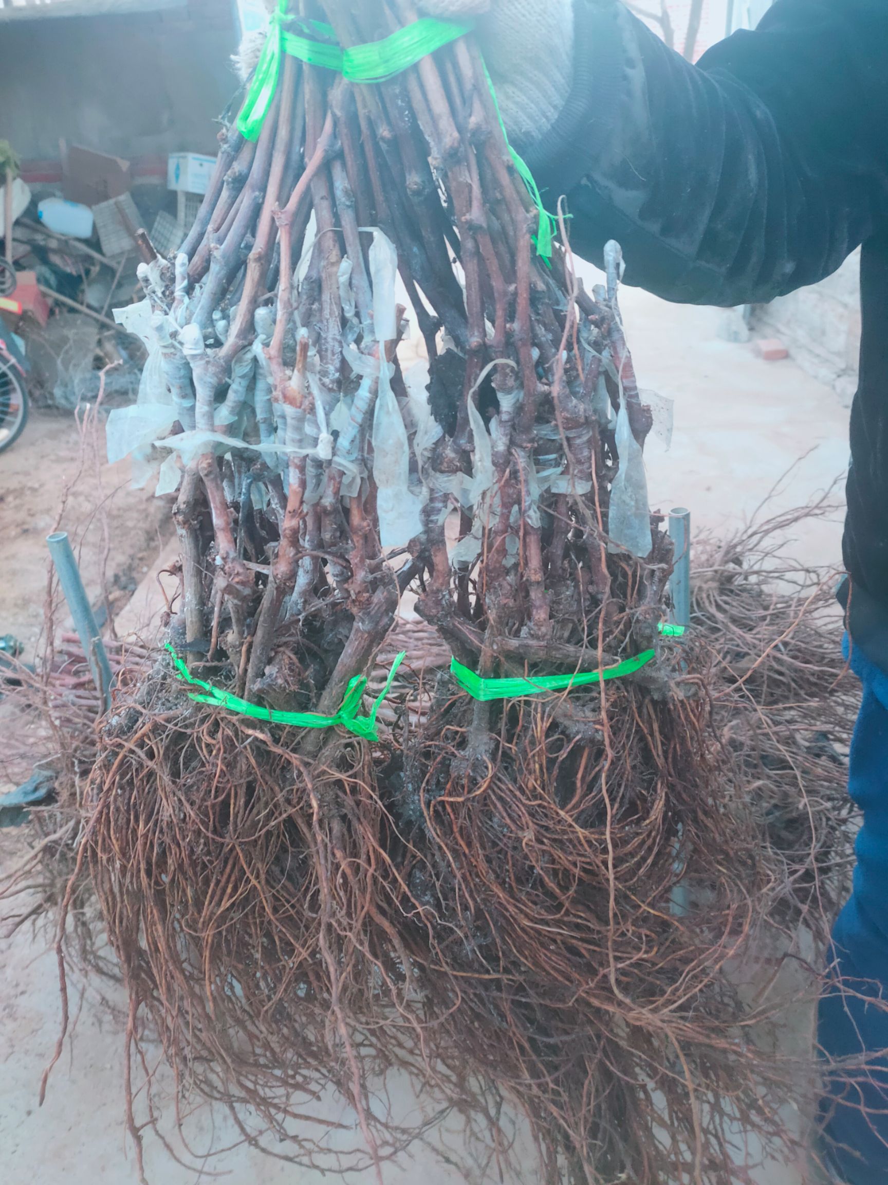 巨盛一号葡萄苗