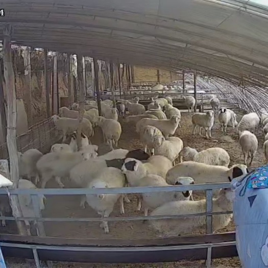 涞水县肉羊 自家养殖羊，保定涞水  有需要的联系