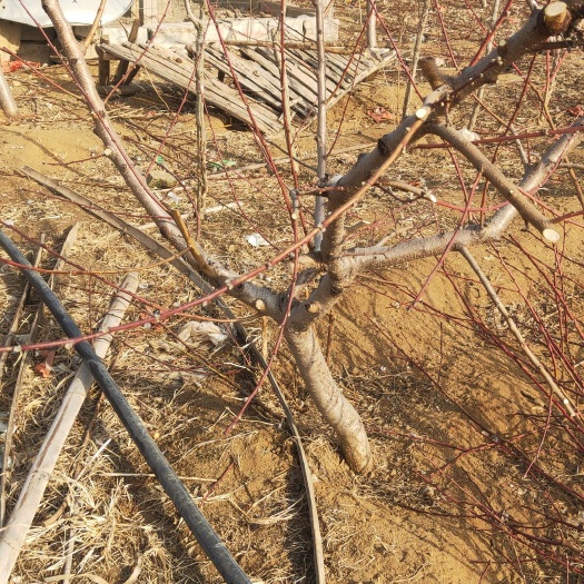 沂水县锦绣黄桃苗  占地桃树苗，果树苗，绿化树苗