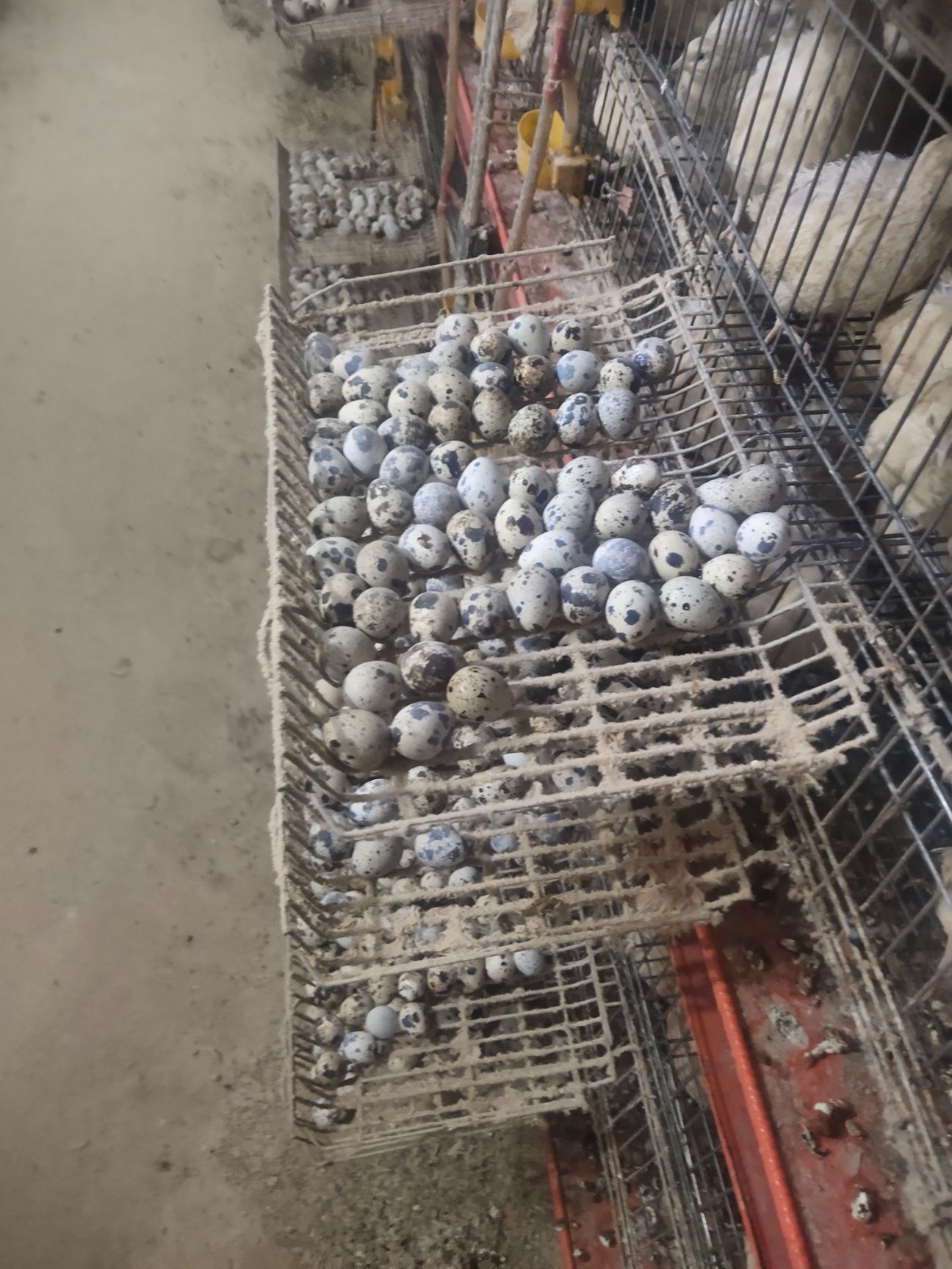 土鹌鹑蛋 新鲜鹌鹑蛋低价出售