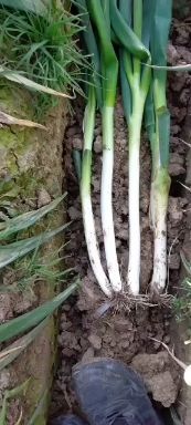 新野县大葱 毛葱