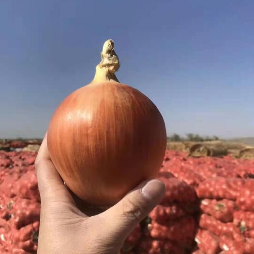 酒泉 黄皮洋葱