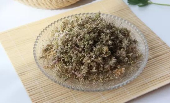 张掖羊胡子草 羊胡子花