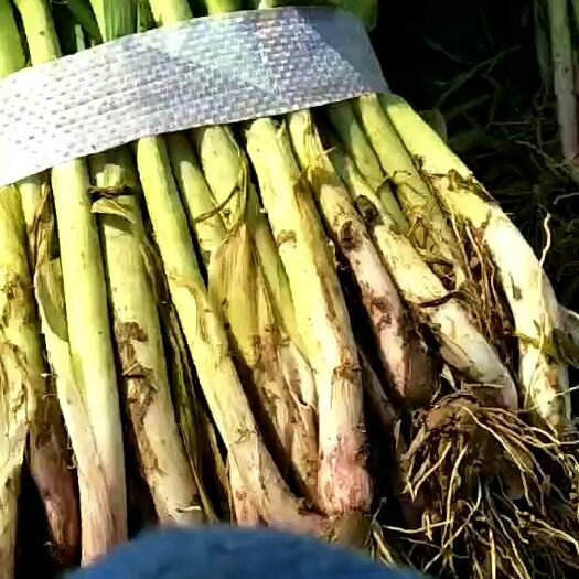 温县红根蒜苗 香辣有味，高度60――70，蒜白25左右粗细均匀。