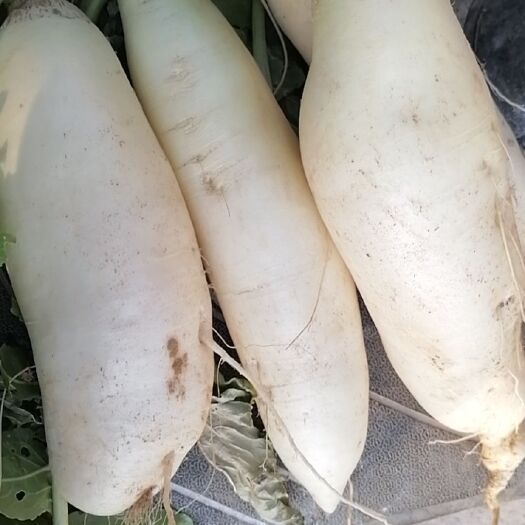 信丰县白萝卜 混装通货 