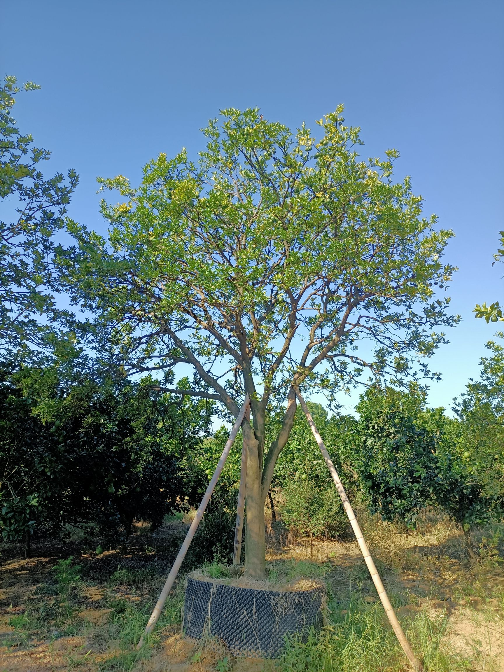 香橼树  香橼，香泡，丛生香橼