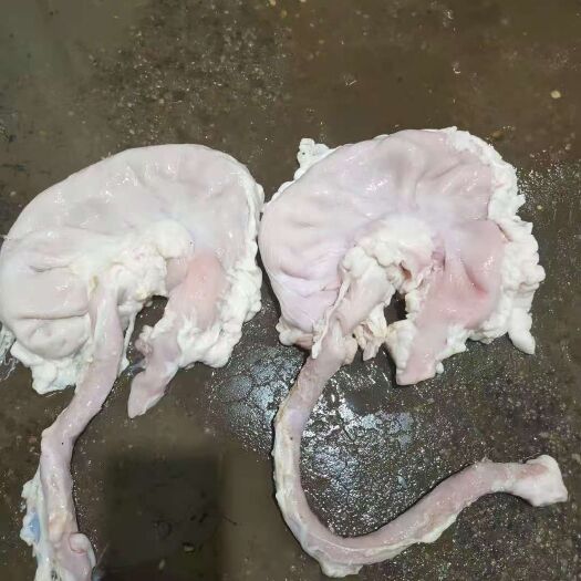 广州 带管猪肚