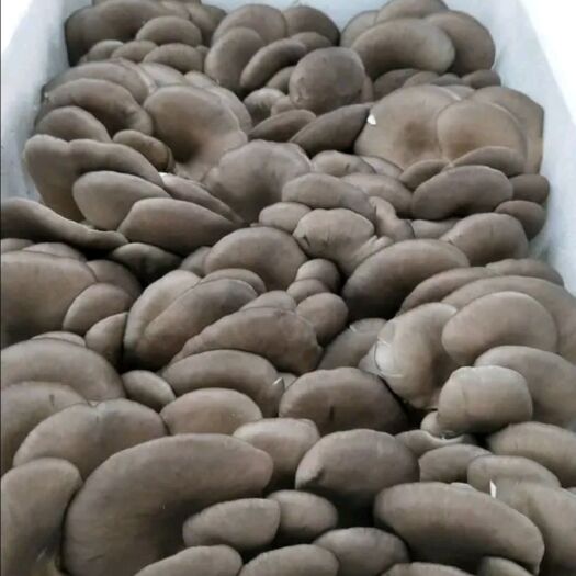 辉县市鲜平菇  精品平菇大量上市，出售平菇菌棒